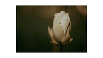 Ditch Flower Print || Lillian Jean Photography
